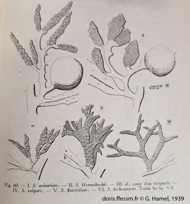 sargassum_vulgare-rdc1