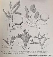 sargassum_vulgare-rdc1