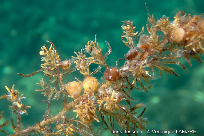 sargassum_vulgare-vl1