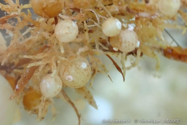 sargassum_vulgare-vl2