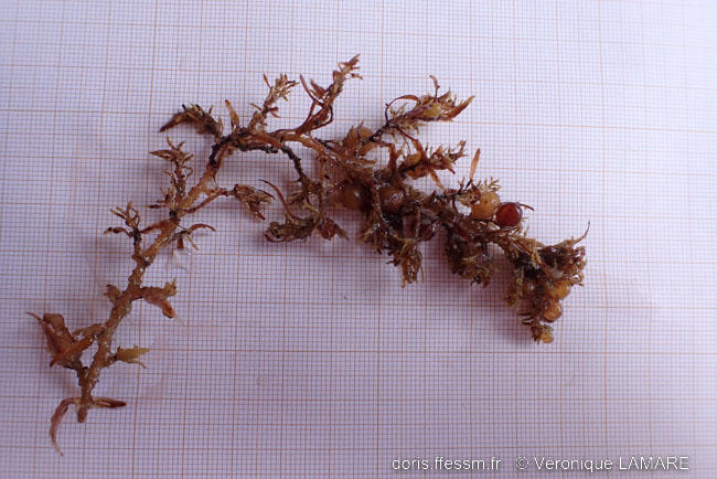 sargassum_vulgare-vl3