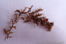 sargassum_vulgare-vl3