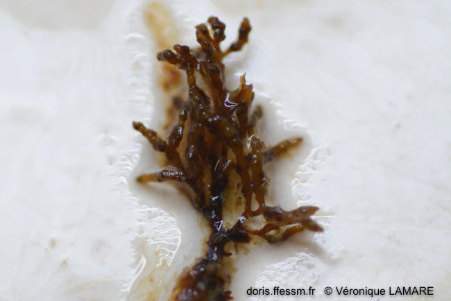 sargassum_vulgare-vl4