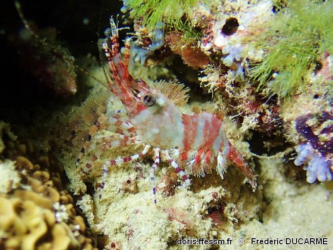 Saron_marmoratus-frdu203