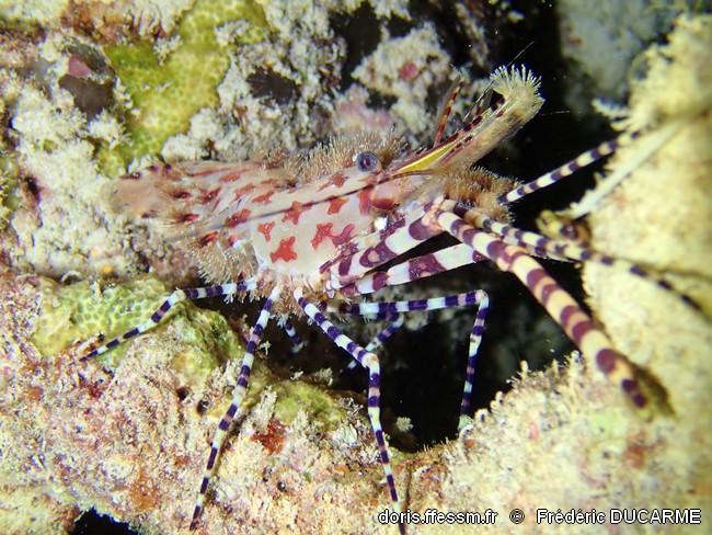 Saron_marmoratus-frdu204