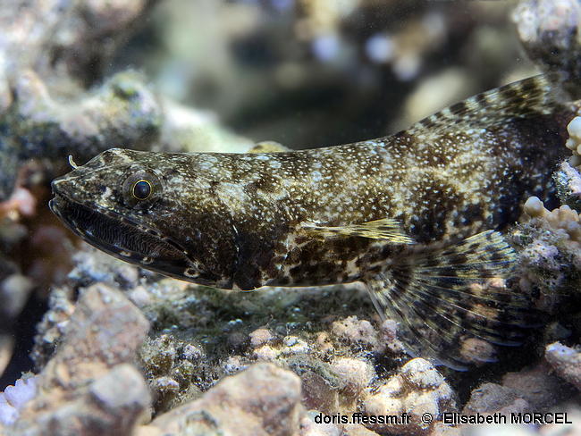 Saurida_gracilis-elmo020