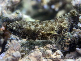 Saurida_gracilis-elmo020