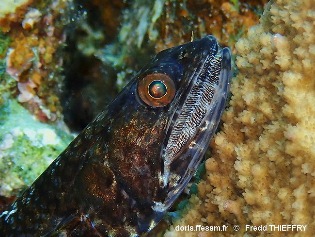 Saurida_gracilis-frth030