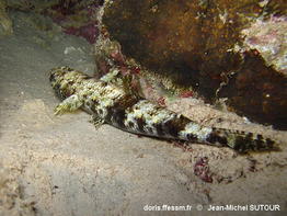 Saurida_gracilis-jmsu090