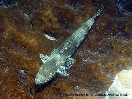 Saurida_gracilis-jmsu100