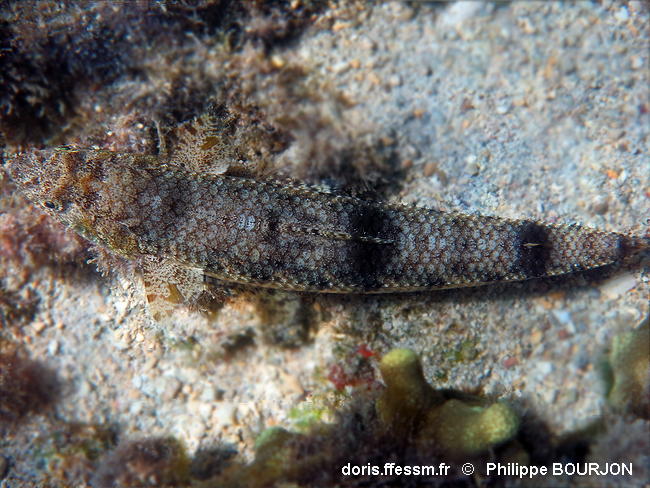 Saurida_gracilis-phbo040