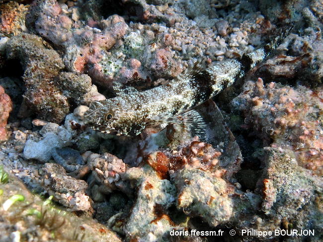 Saurida_gracilis-phbo050