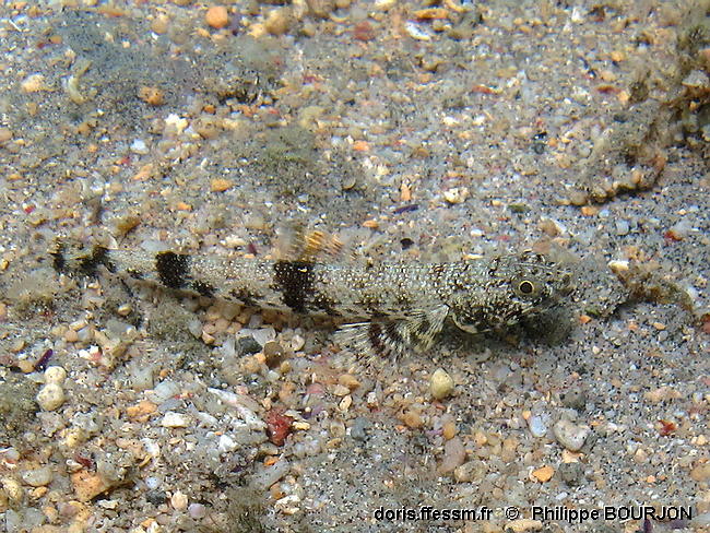 Saurida_gracilis-phbo060
