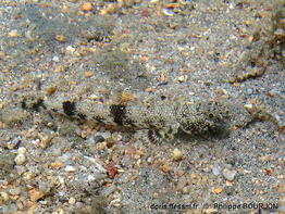 Saurida_gracilis-phbo060