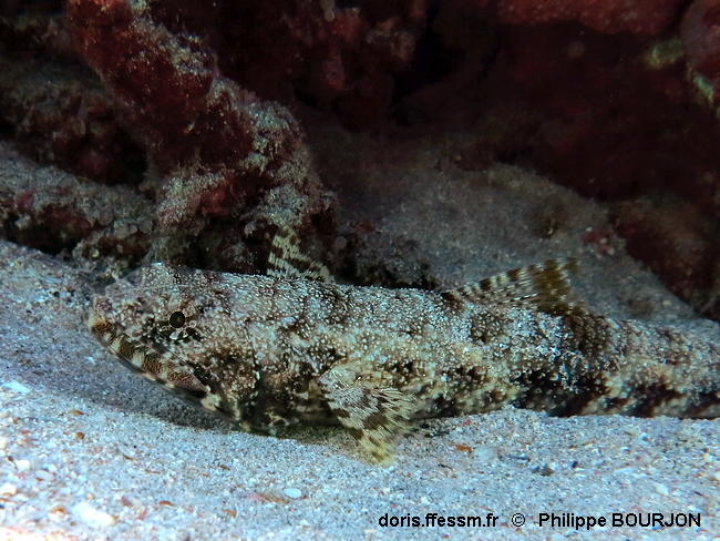 Saurida_gracilis-phbo070