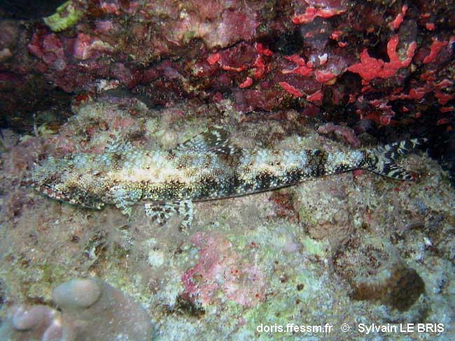 Saurida_gracilis-sylb080