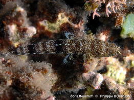 Saurida_nebulosa-phbo020