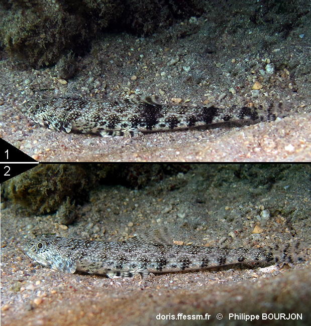 Saurida_nebulosa-phbo040