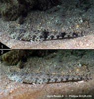 Saurida_nebulosa-phbo040
