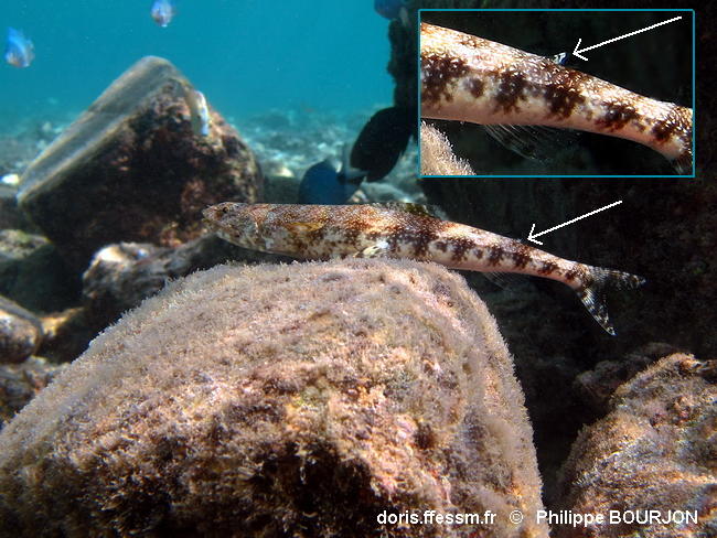 Saurida_nebulosa-phbo061