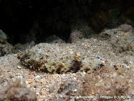 Saurida_nebulosa-phbo070