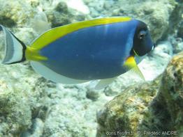 acanthurus_leucosternon-fa1