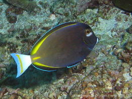 acanthurus_nigricans-aps1