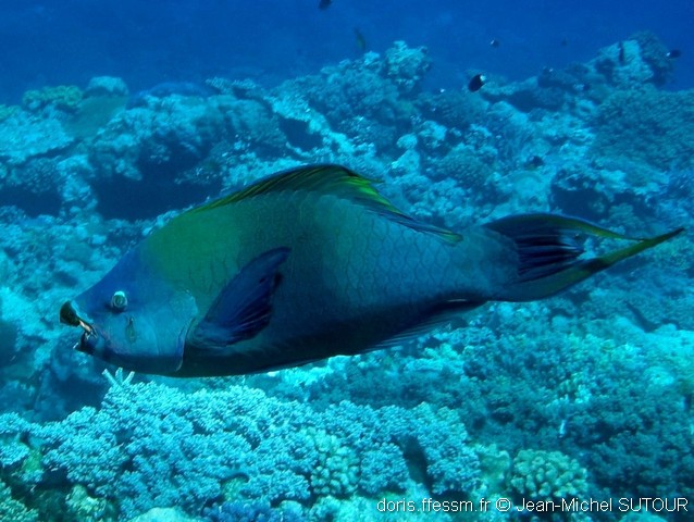 Poisson-perroquet à filament