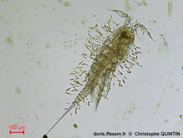 Sceptronema_orientale_qc_001
