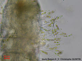 Sceptronema_orientale_qc_002
