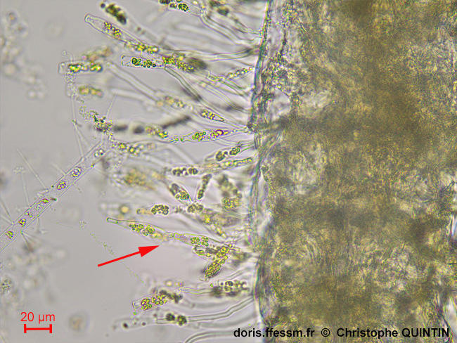 Sceptronema_orientale_qc_003
