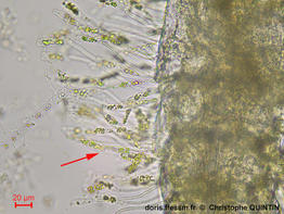 Sceptronema_orientale_qc_003