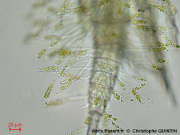Sceptronema_orientale_qc_004