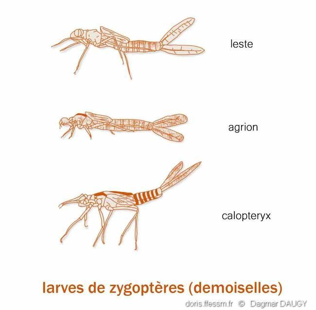 zygoptera_larves-dd1