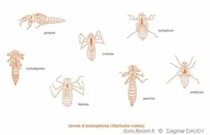 anisoptera_larves-dd2