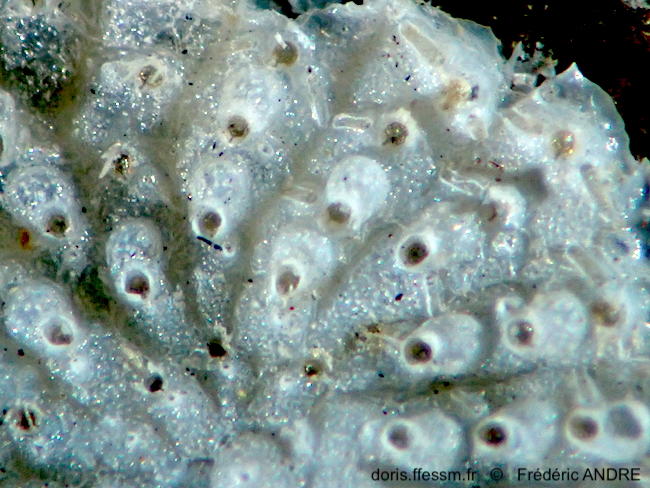 Schizomavella_biancae-fran168