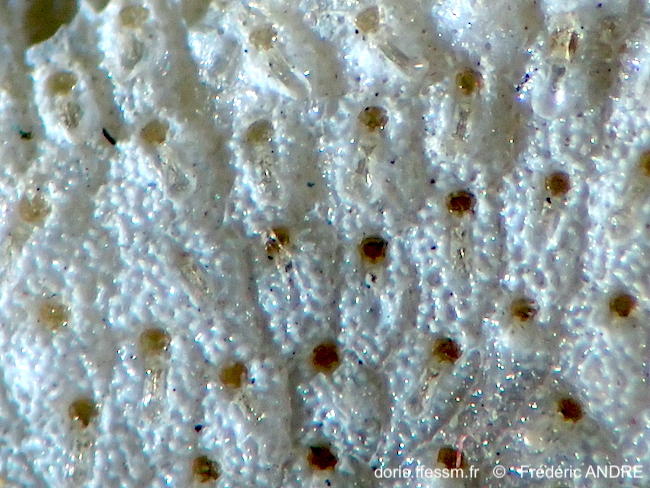 Schizomavella_cornuta-fran21