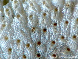 Schizomavella_cornuta-fran21