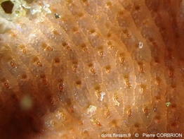 Schizomavella_cornuta-pico71