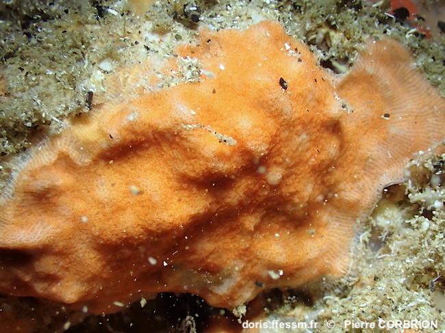 Schizomavella_cornuta-pico73