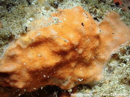 Schizomavella_cornuta-pico73