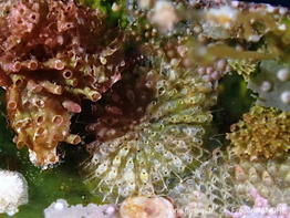 Schizomavella_halimedae-fran67