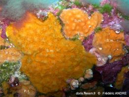 schizomavella_mamillata-fa14