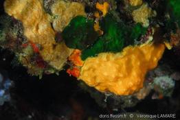 schizomavella_mamillata-vl1