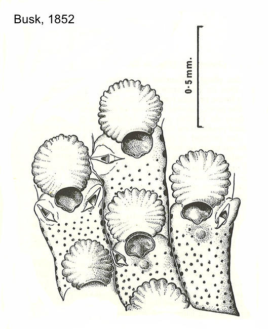 schizoporella_unicornis-busk1852