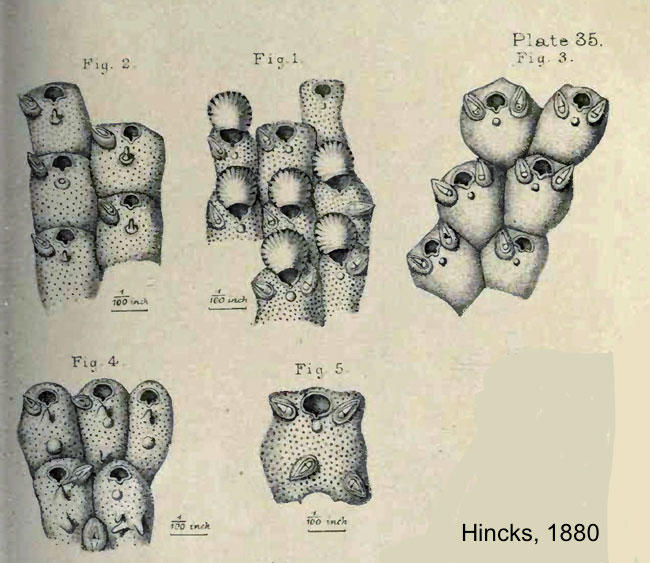 schizoporella_unicornis-hincks1880