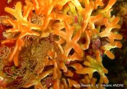schizoretepora_serratimargo-fa34