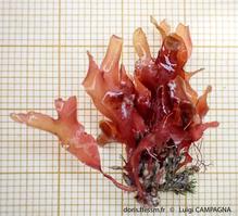 schottera_nicaeensis-lc1