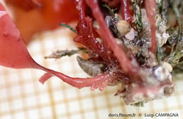 schottera_nicaeensis-lc3