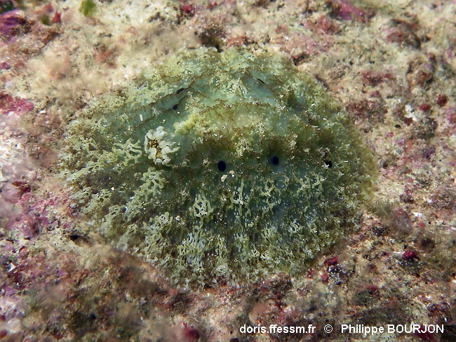 Sclérodoris à papilles